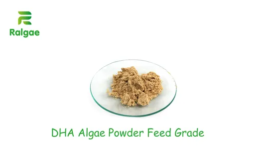 Poudre naturelle d'algues Schizochytrium DHA, DHA élevé 18% pour additif alimentaire
