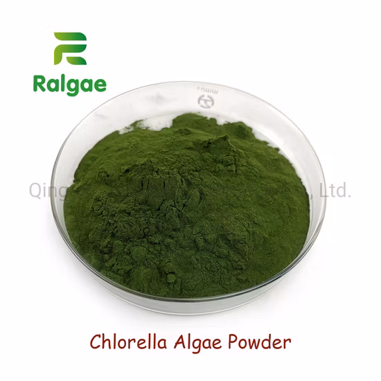 Poudre d'algues de chlorelle, qualité alimentaire, Extraction naturelle de microalgues, chlorelle à haute teneur en protéines