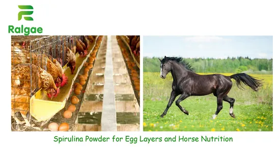Spiruline naturelle de microalgues pour additif protéique d'alimentation animale CAS724424