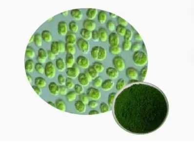 Approvisionnement d'usine bon prix poudre de spiruline biologique certifiée de haute qualité