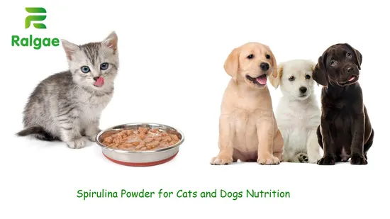 Spiruline de poudre d'algues pour repas additifs pour animaux de compagnie CAS 724424